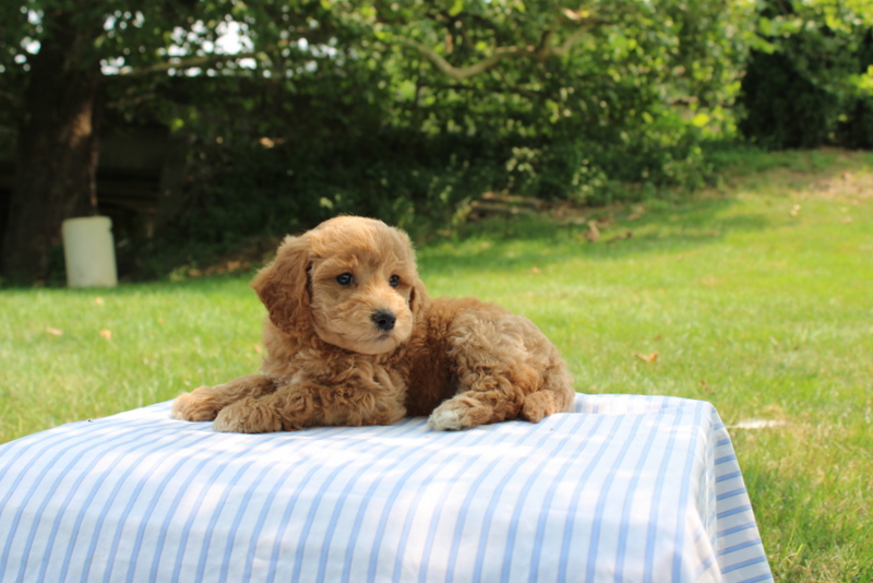 puppy, for, sale, Mini Goldendoodle F1B, Matthew B. Stoltzfus, dog, breeder, Gap, PA, dog-breeder, puppy-for-sale, forsale, nearby, find, puppyfind, locator, puppylocator, aca